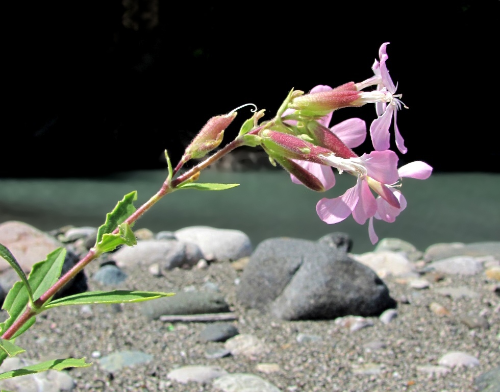Изображение особи Saponaria officinalis.