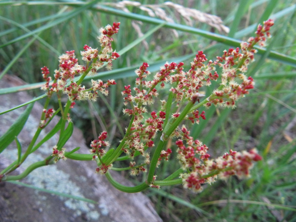 Image of Rumex acetosella specimen.