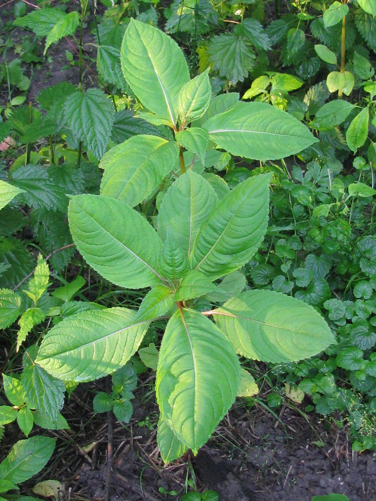 Image of Impatiens glandulifera specimen.