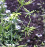 Anthriscus cerefolium