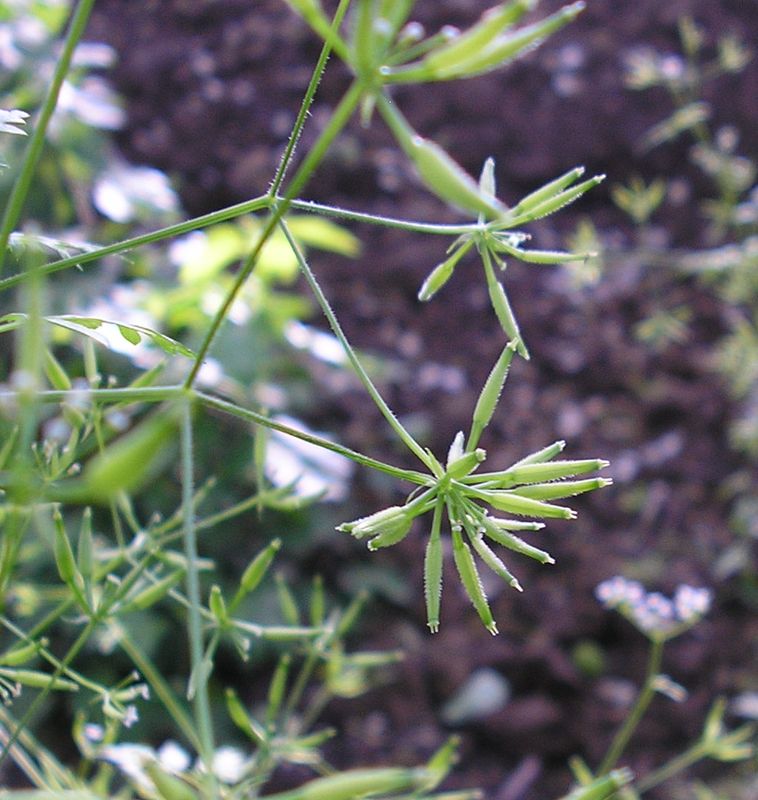 Изображение особи Anthriscus cerefolium.