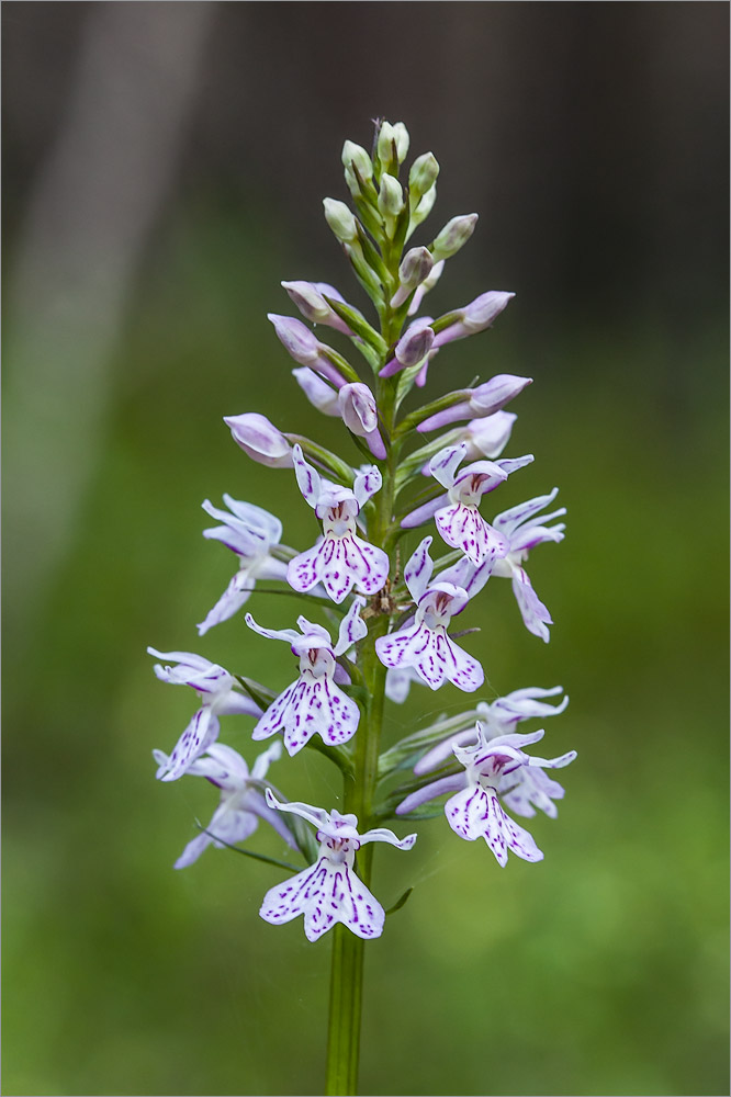 Изображение особи Dactylorhiza maculata.