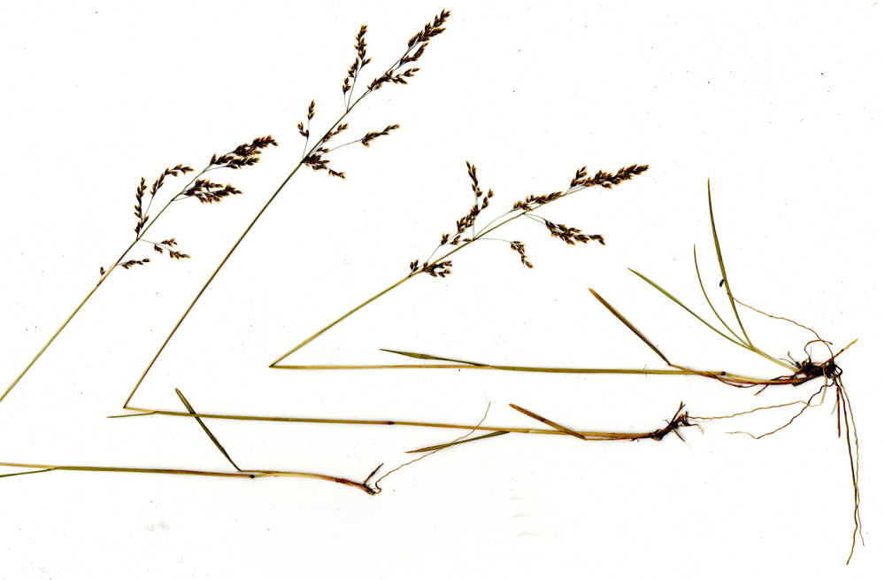 Image of Deschampsia altaica specimen.
