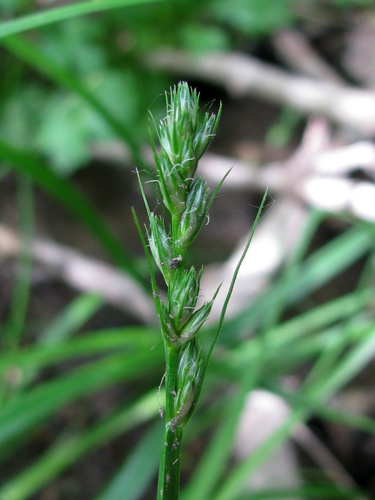 Image of Carex spicata specimen.
