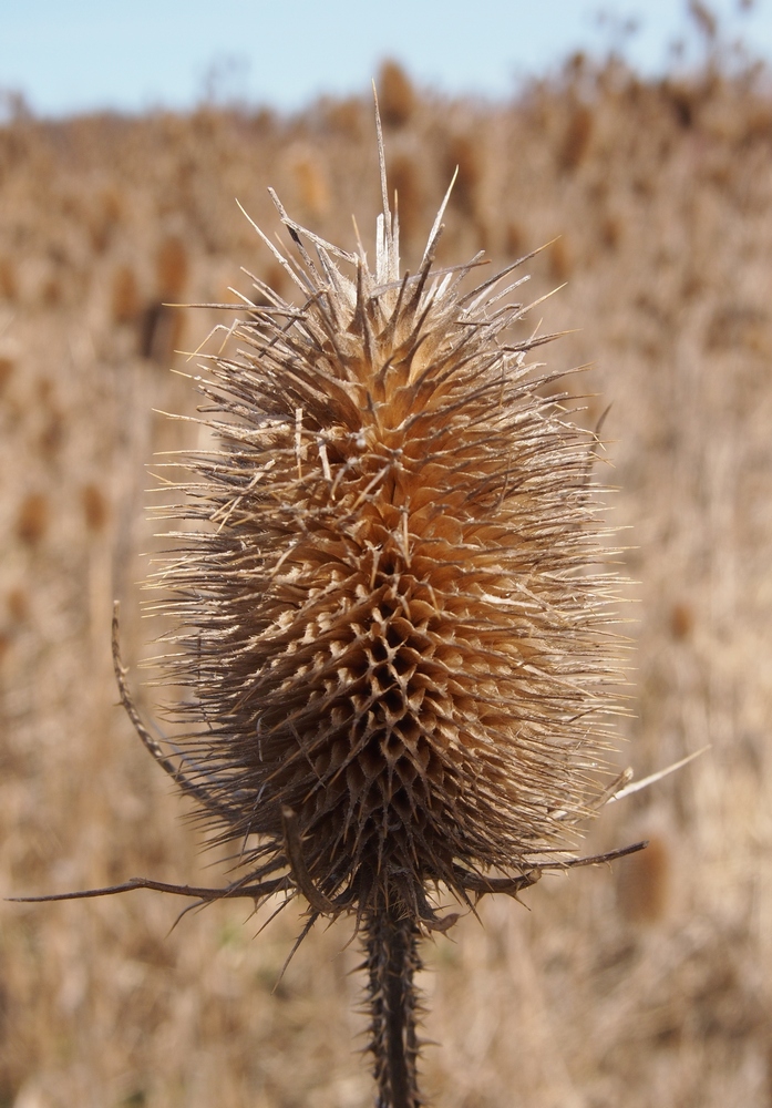 Image of genus Dipsacus specimen.