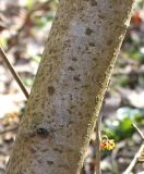 Hamamelis mollis