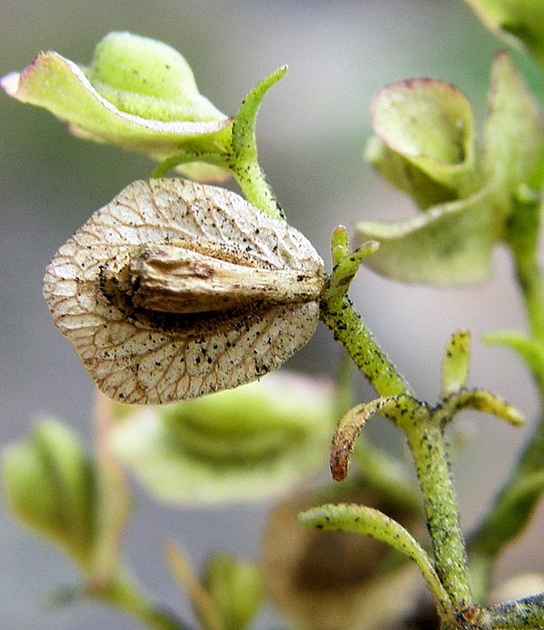 Изображение особи Patrinia rupestris.