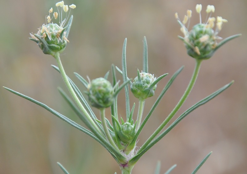 Изображение особи Plantago arenaria.