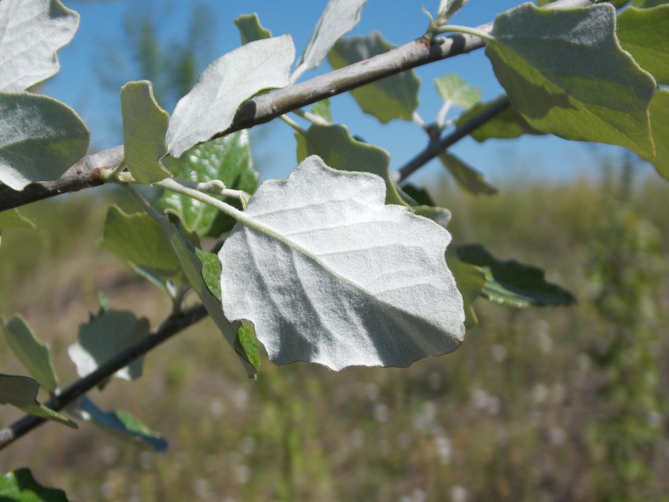 Изображение особи Populus alba.