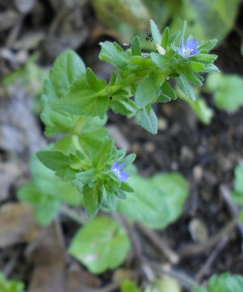 Image of Veronica arvensis specimen.