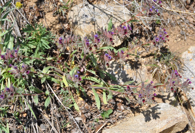 Image of Nonea armeniaca specimen.