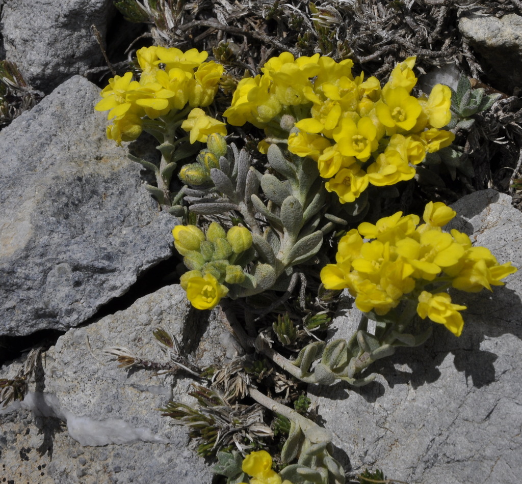 Изображение особи Alyssum handelii.