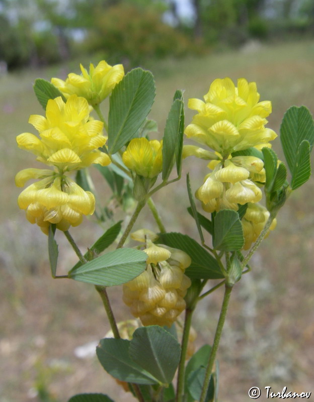 Image of Trifolium campestre specimen.