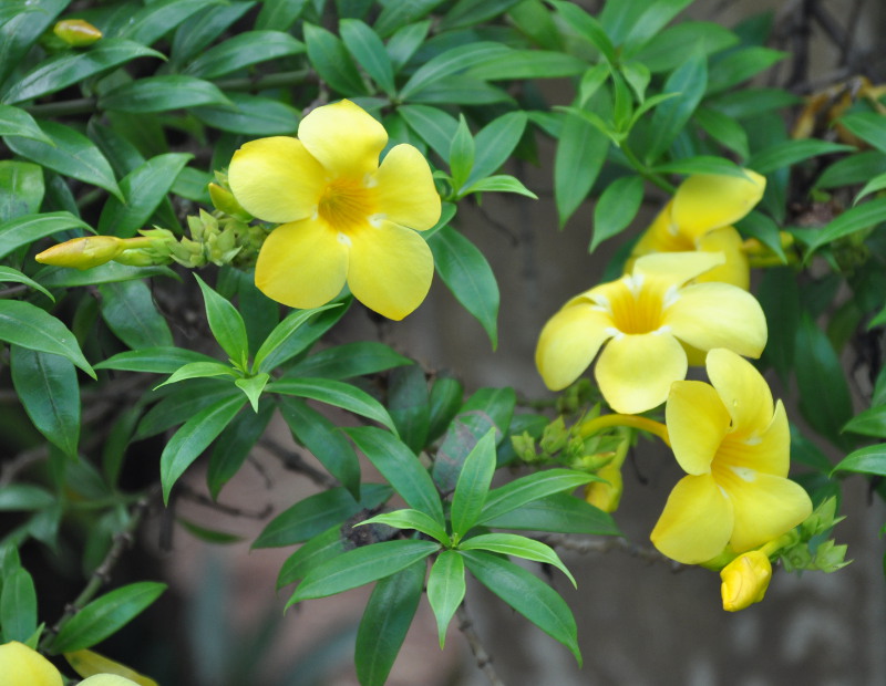 Изображение особи Allamanda hendersonii.