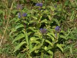 Gentiana cruciata