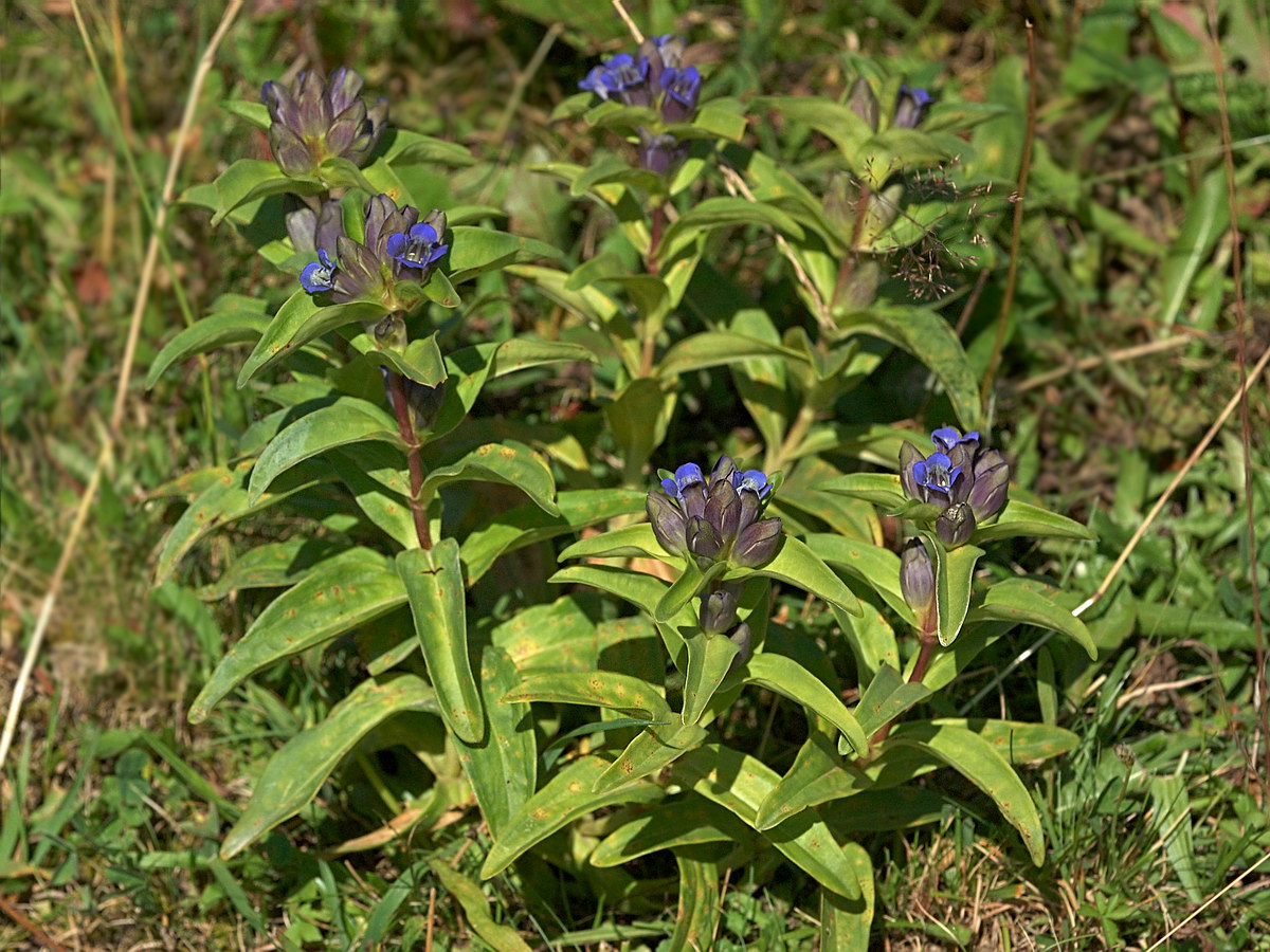 Изображение особи Gentiana cruciata.