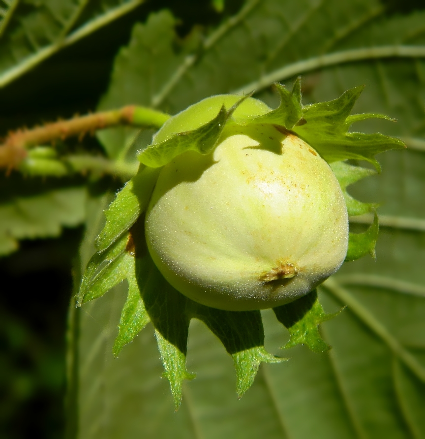 Image of Corylus avellana specimen.