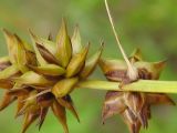 Carex spicata