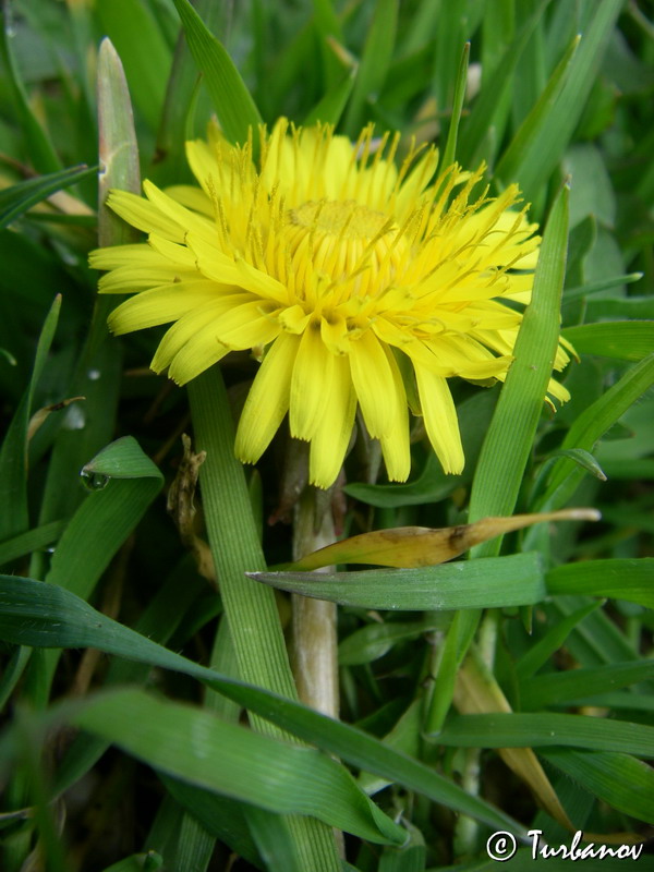 Изображение особи Taraxacum officinale.