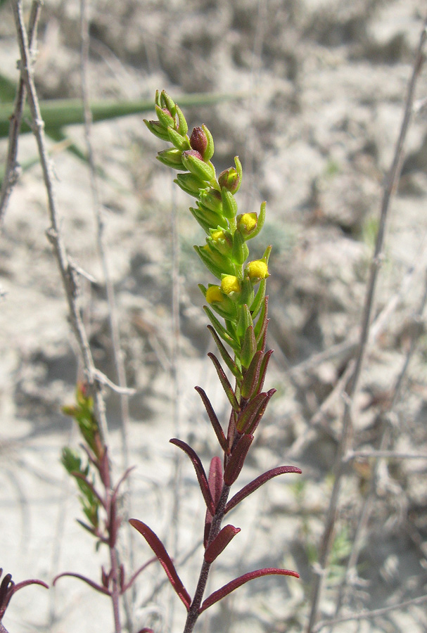 Image of Orthanthella lutea specimen.