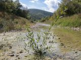 род Salix. Молодое дерево на отмели реки. Краснодарский край, Крымский р-н, окр. ст. Неберджаевская, р. Богого. 15.09.2013.