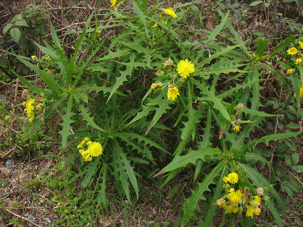 Изображение особи Sonchus congestus.