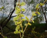 Salix pulchra