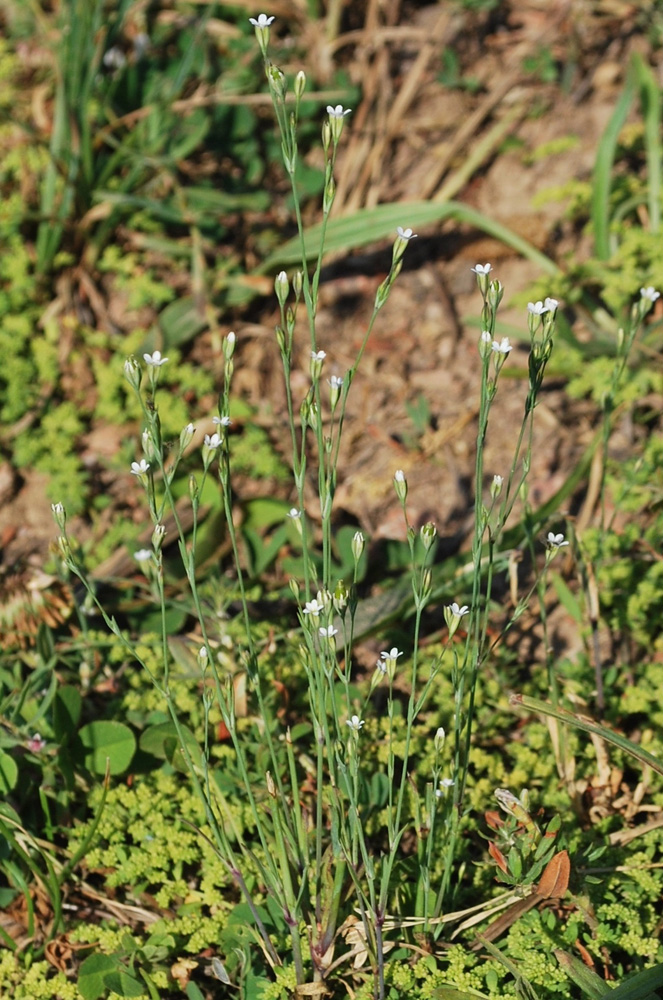 Image of Petrorhagia alpina specimen.