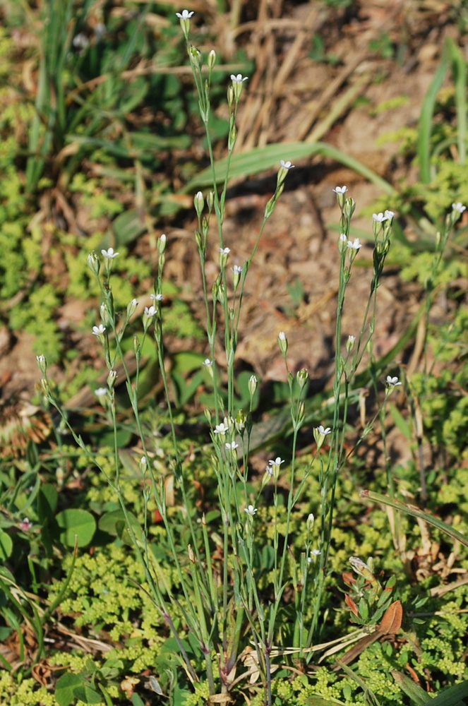 Изображение особи Petrorhagia alpina.