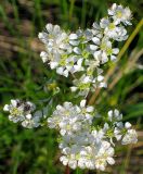 Filipendula vulgaris. Верхушка цветущего растения. Республика Татарстан, Бугульминский р-н. 28.06.2009.