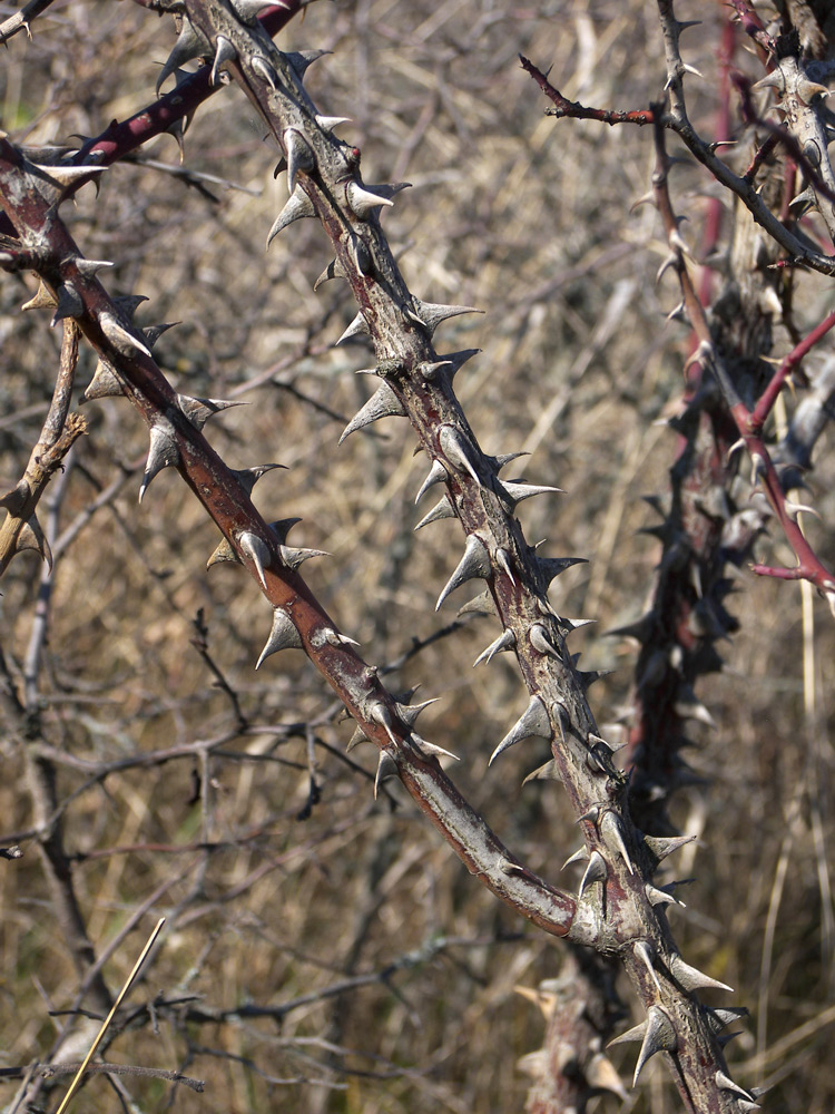 Image of Rosa canina var. hispida specimen.