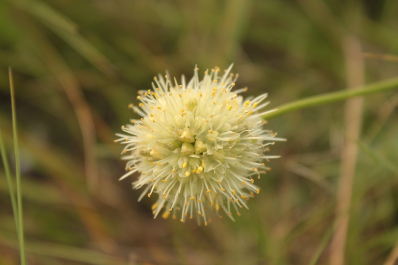 Image of Allium stellerianum specimen.