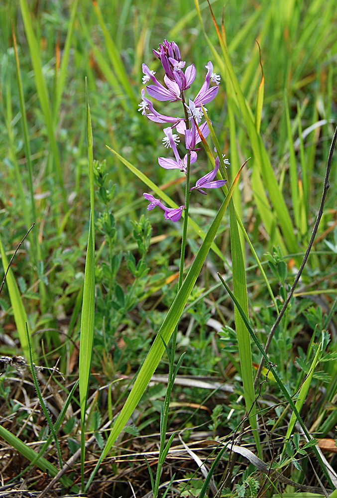 Изображение особи Polygala major.