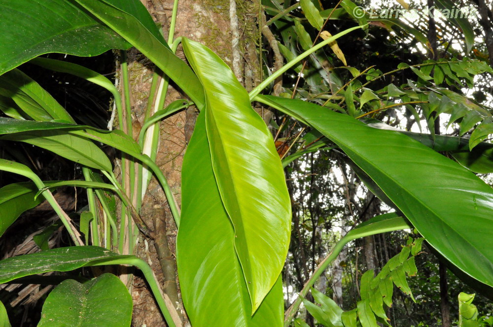 Image of Rhaphidophora australasica specimen.