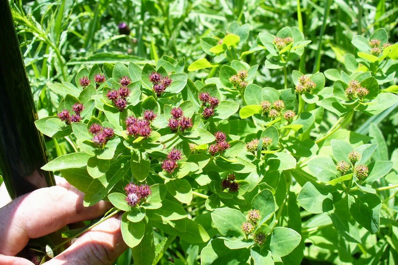 Изображение особи Euphorbia pilosa.