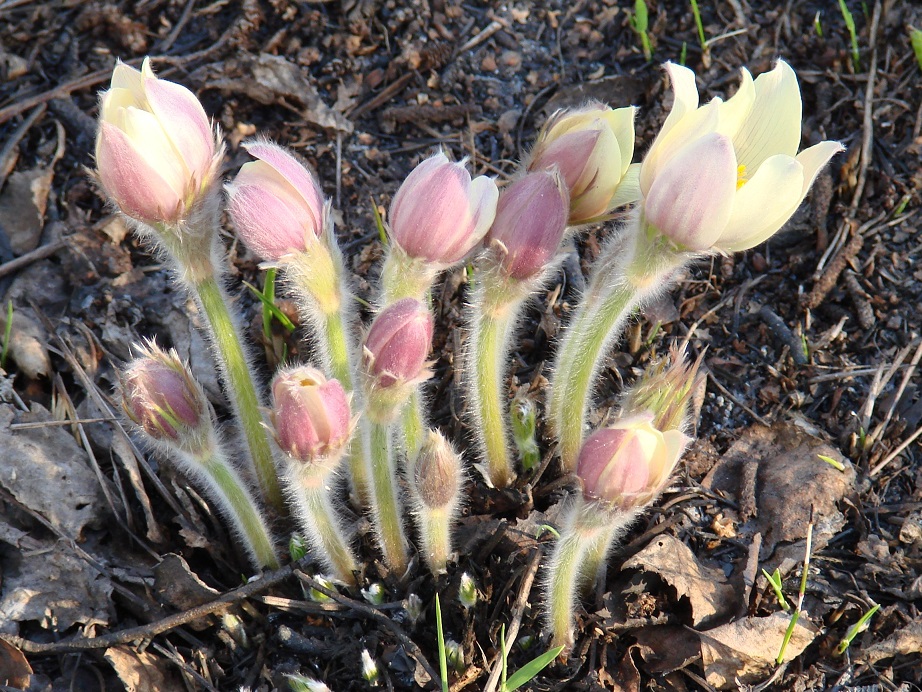 Image of Pulsatilla orientali-sibirica specimen.