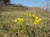 Gymnospermium odessanum. Цветущие растения на степном склоне. Украина, Одесская обл., с. Холодная Балка, берег лимана Хаджибей. 08.03.2014.