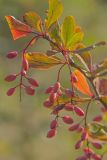 Berberis vulgaris. Часть ветви с соплодиями. Ростовская обл., Аксайский р-н, окр. хут. Александровка. 08.09.2012.