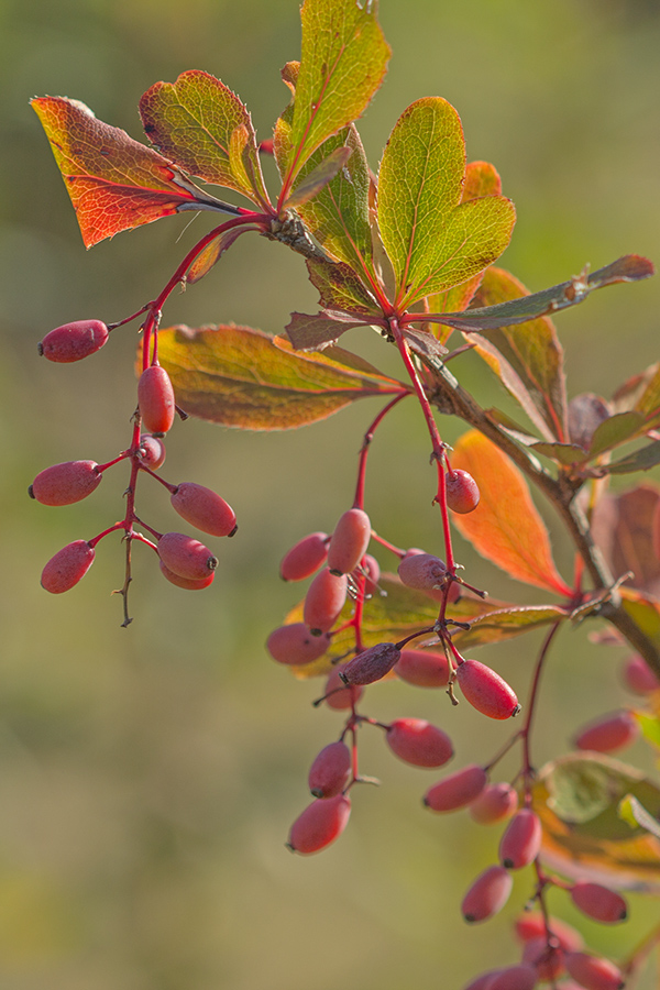 Изображение особи Berberis vulgaris.