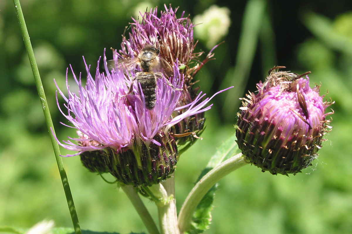Image of Cirsium helenioides specimen.