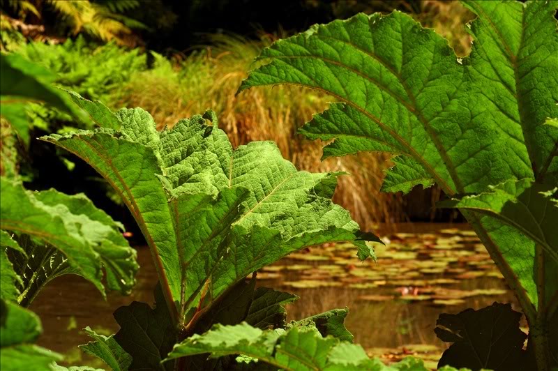 Изображение особи Gunnera tinctoria.