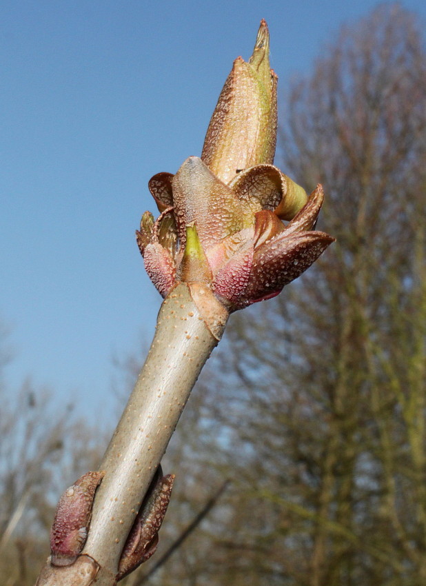 Image of Aesculus parviflora specimen.