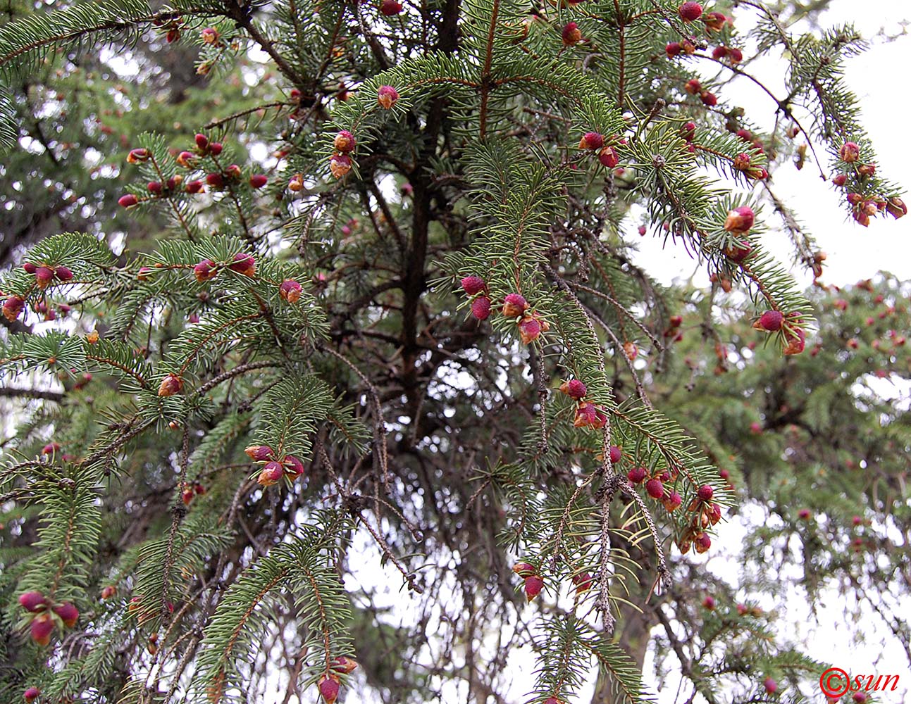 Image of Picea pungens specimen.