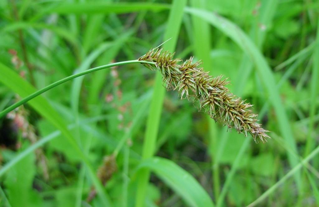 Image of Carex leiorhyncha specimen.