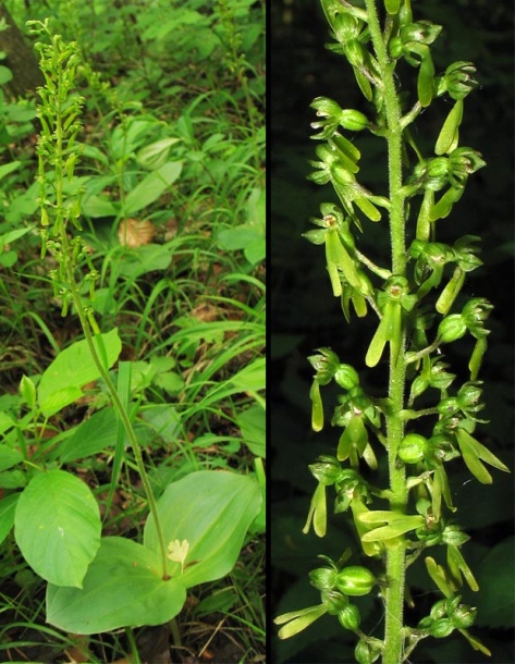 Image of Listera ovata specimen.