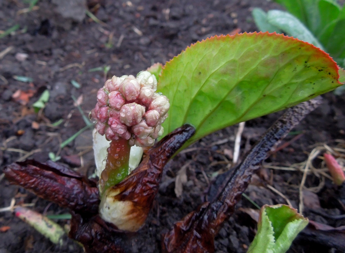 Image of Bergenia crassifolia specimen.