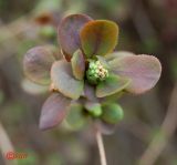 Berberis vulgaris