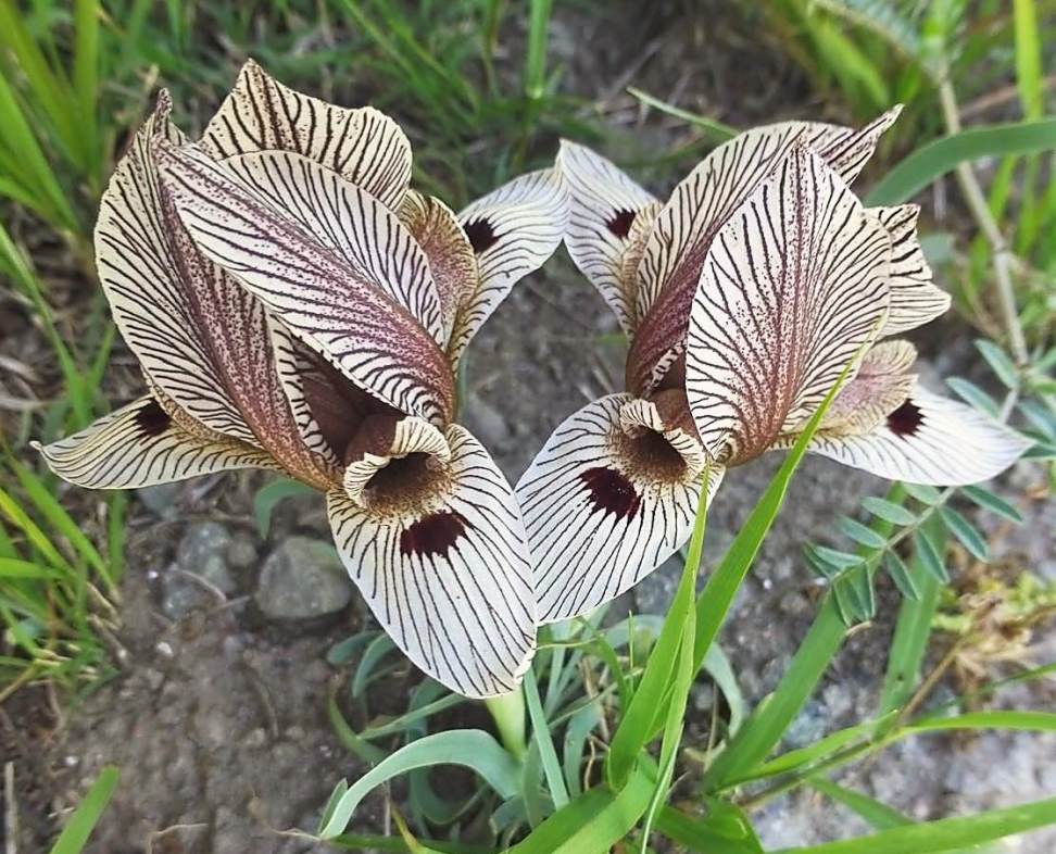 Image of Iris helena specimen.