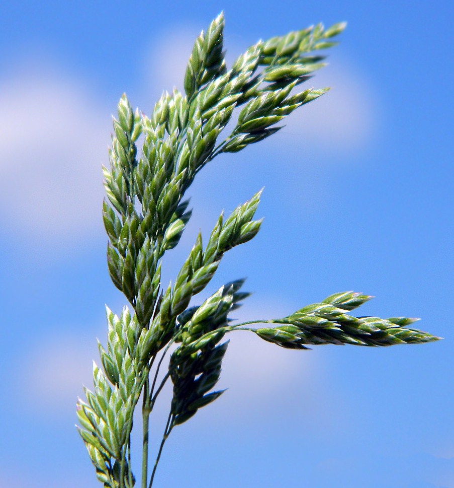 Image of Poa pratensis specimen.