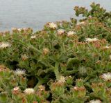 Mesembryanthemum crystallinum